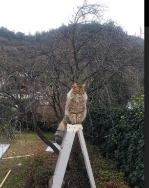 团队配合:北京队全场助攻高达23次,配合默契!,北京队冠军阵容