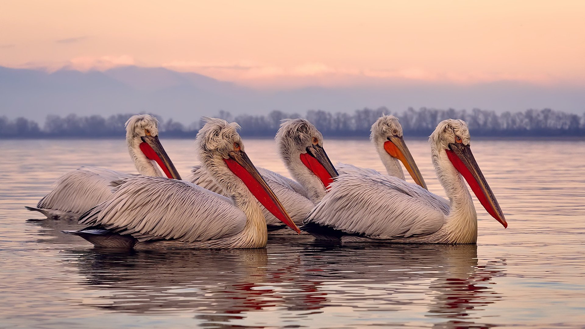 开云下载-团队高奏凯歌：北京队助攻数达到22次，配合佳作不断！