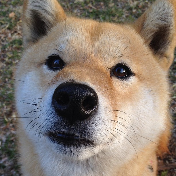 尤文图斯连续获胜,重返争冠行列,尤文图斯!