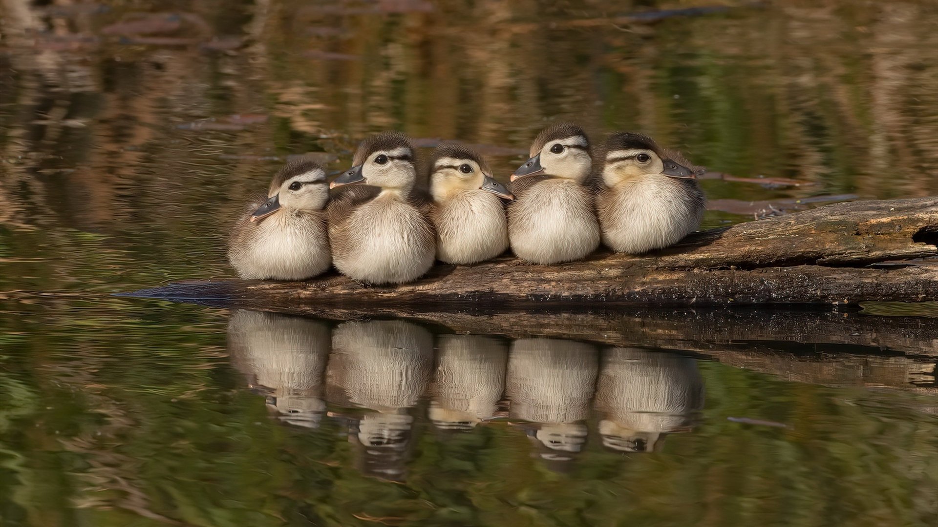 kaiyun登录入口-炉石传说 高校联赛竞争白热化，炉石传说高校联赛活动