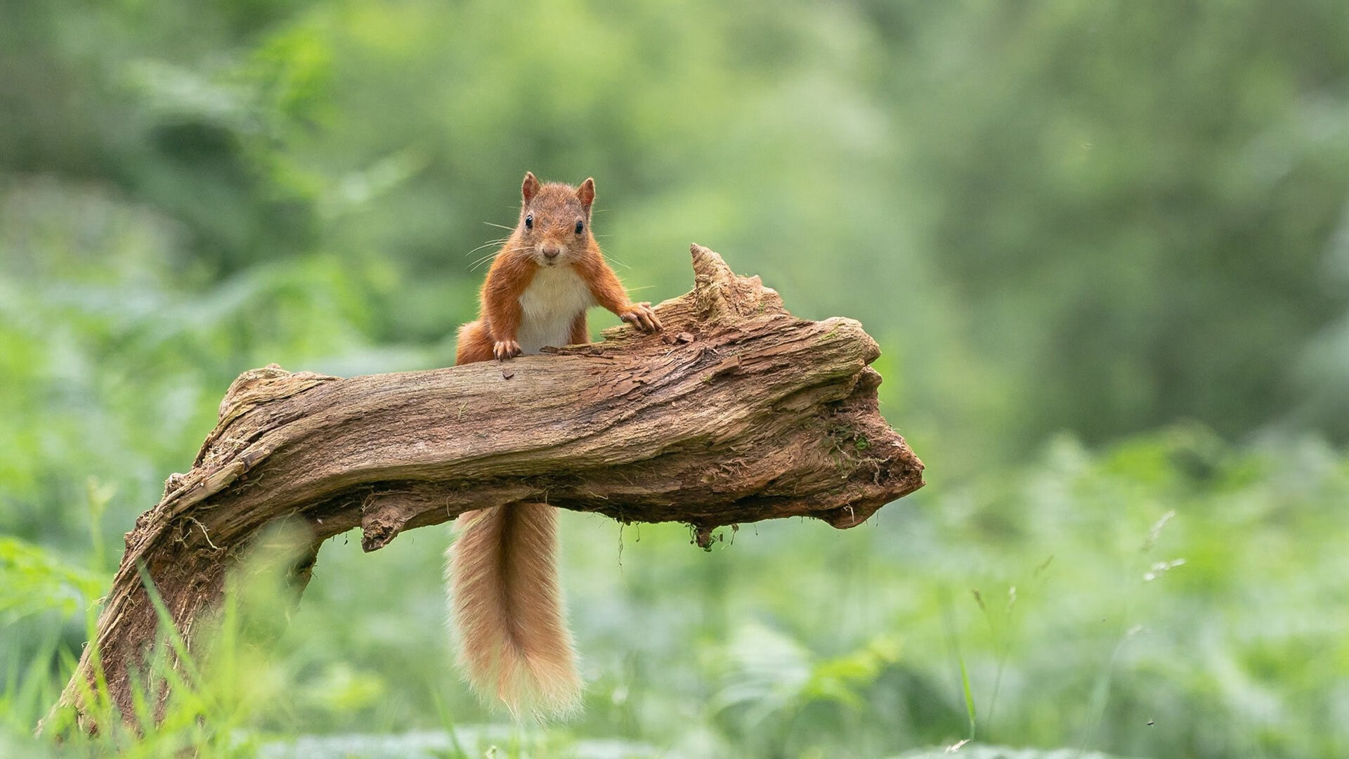 绝境中的“逆风战士”：逆境中的欧冠战斗精神，逆风比赛