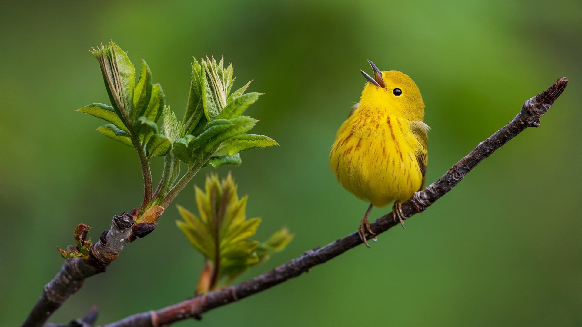 开云中国大陆-西甲俱乐部不断加强国际化合作，拓展海外市场，西甲各俱乐部关系
