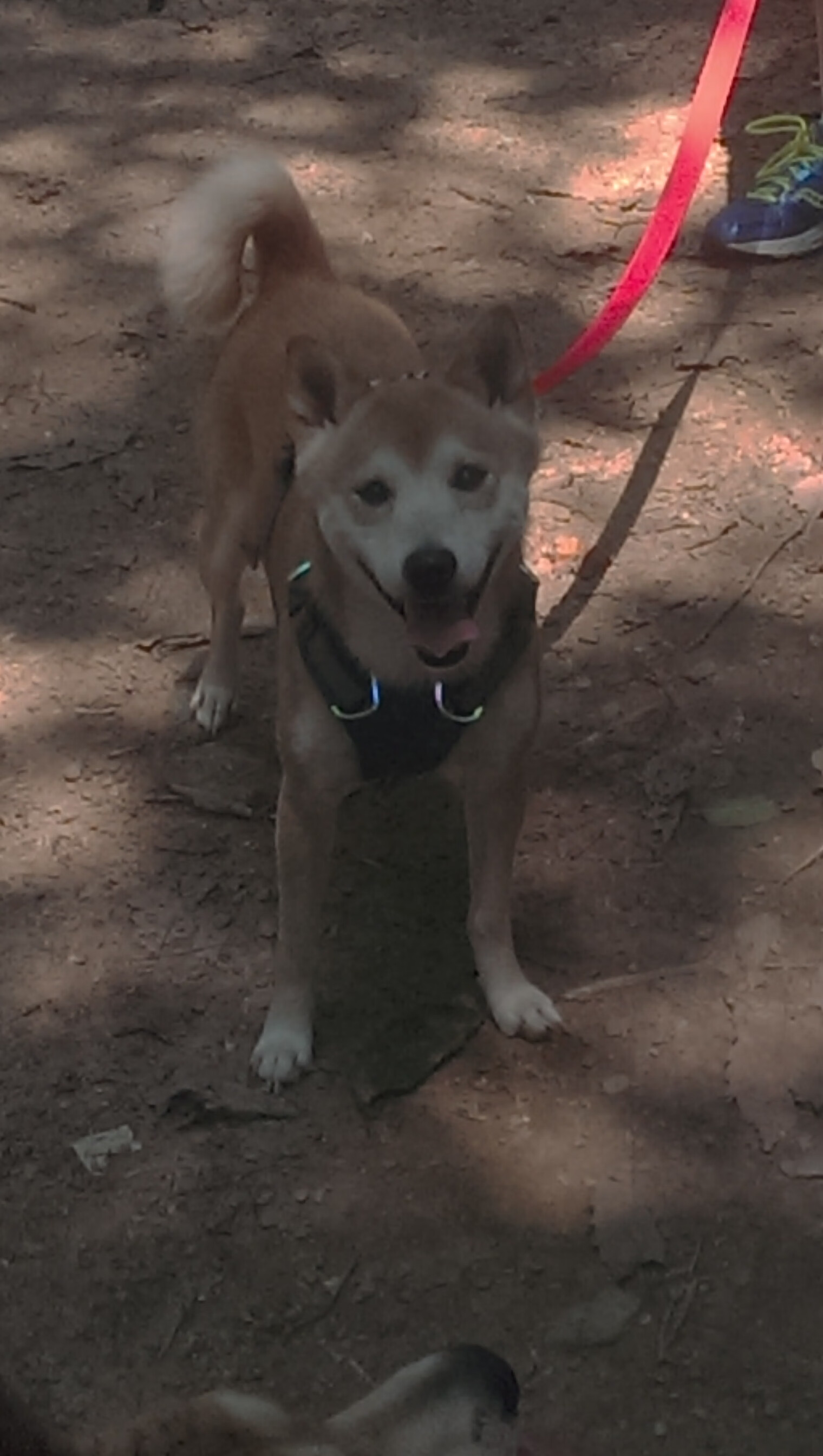 开云体育中国官网-南安普顿后防球员戏耍队友获点赞，南安普顿 球队