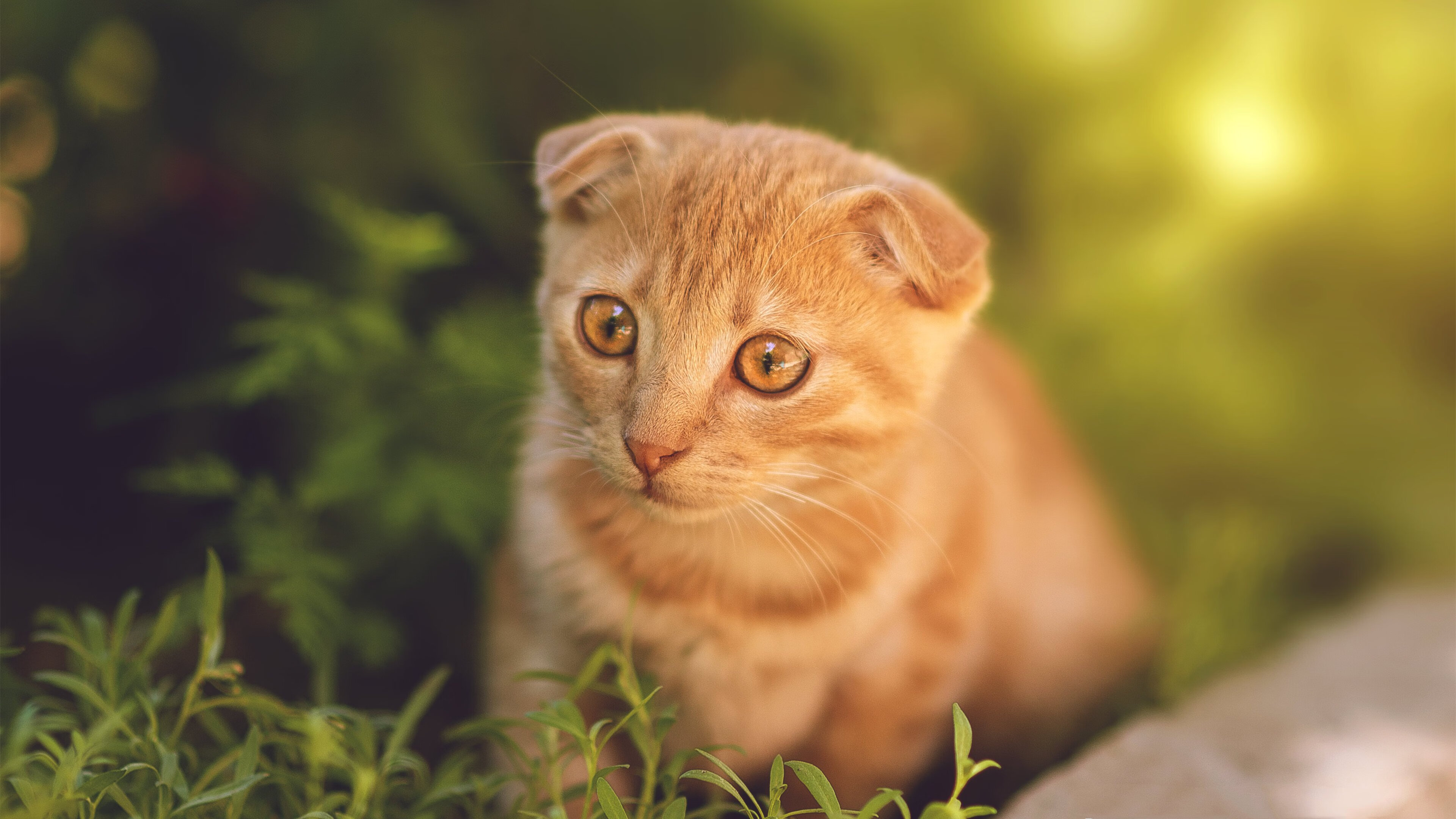 kaiyun网站-根特主场-小胜布鲁日，帕瓦德梅开二度，根特vs瓦勒伦加比分