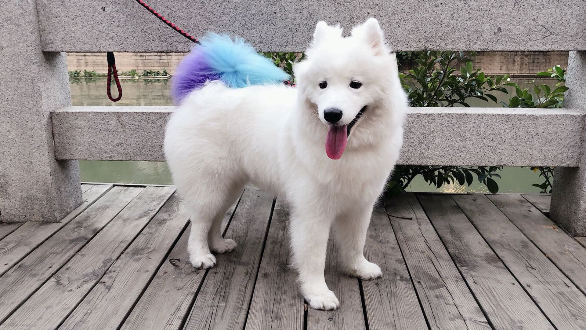 开云-蓝队外援发挥不俗，为球队贡献超高分数，篮球队外援干嘛的