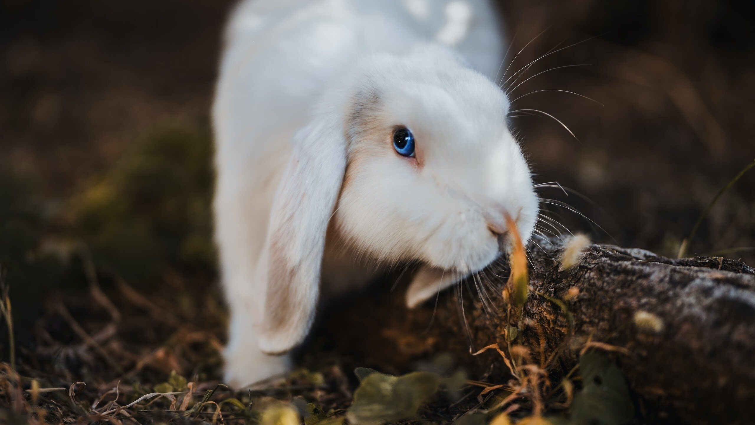 中国三人篮球女子队伍连胜不止 展现冠军相,中国三人篮球女队获得的成绩