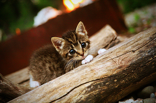 开云·体育全站登录地址-五大联赛中锋接应质量是否决定进攻推进效率，五大联赛前锋抢断