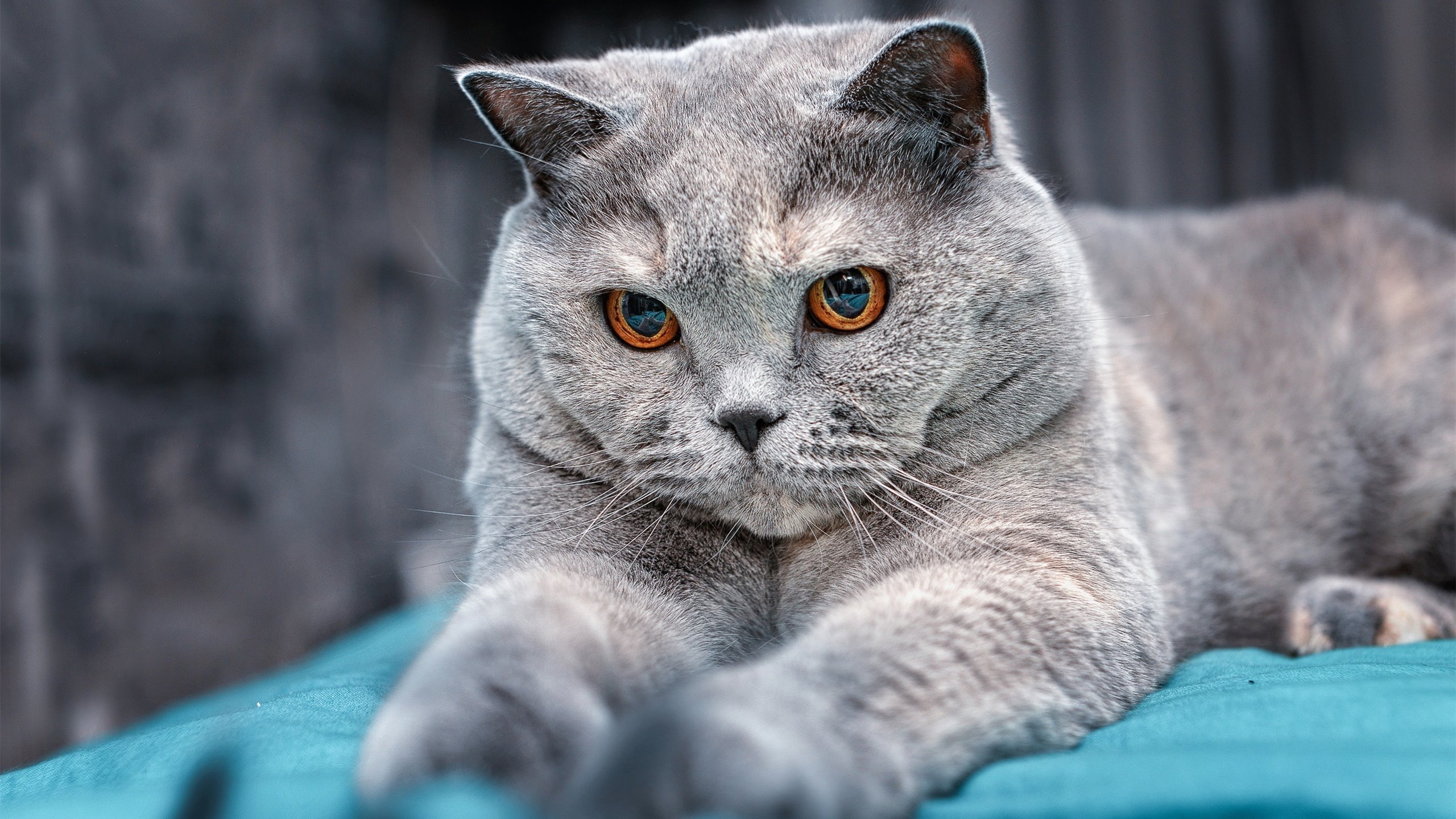 开云官网-职业联赛伤病数据未建立公开平台