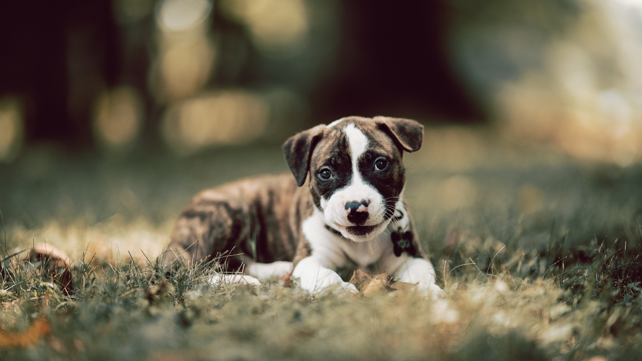 Kaiyun APP-蝶泳呼吸节奏影响划频效率？，蝶泳呼吸配合