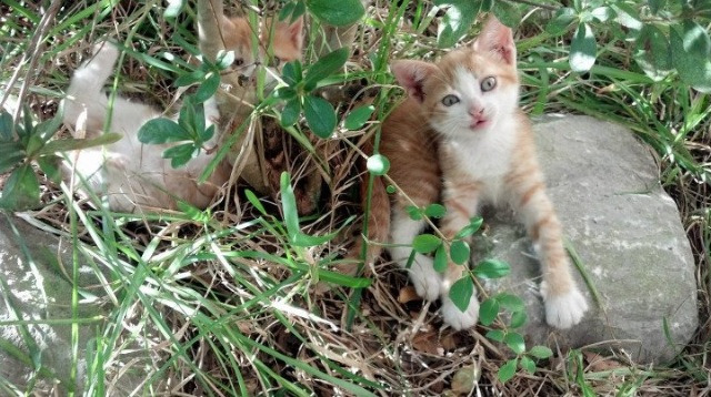 开云·体育官网APP下载-国家队备战国际赛事强化战术配合和应变能力提升，中国国家队的比赛理念是打造能征善战