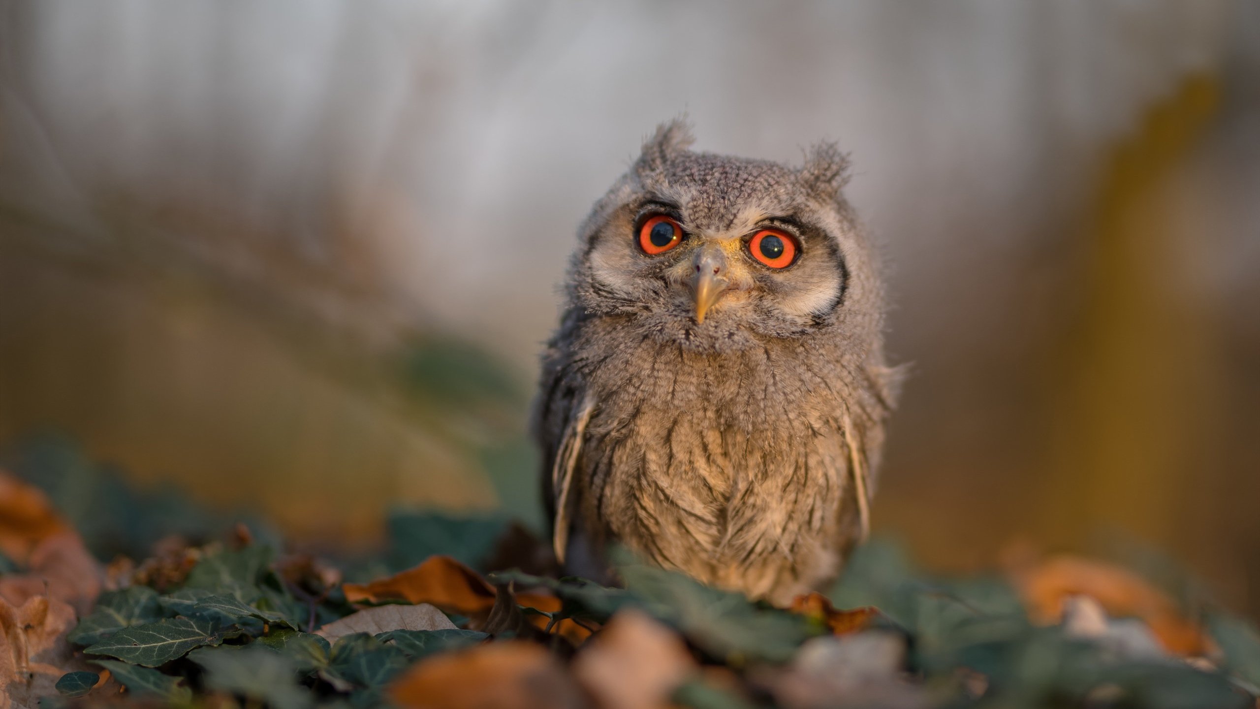 意甲经典对决:超级巨星的闪耀时刻,意甲巅峰