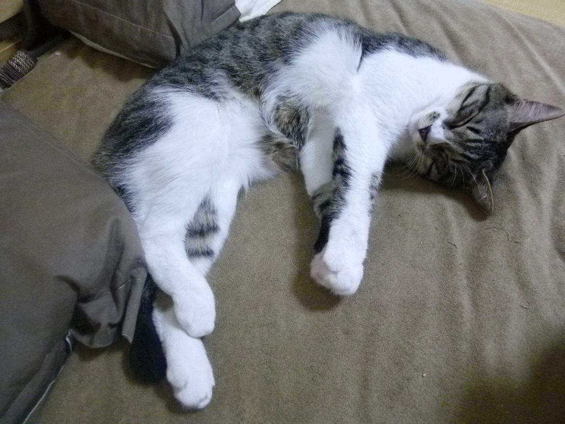 混合泳项目韩国选手技术均衡,混合泳视频欣赏