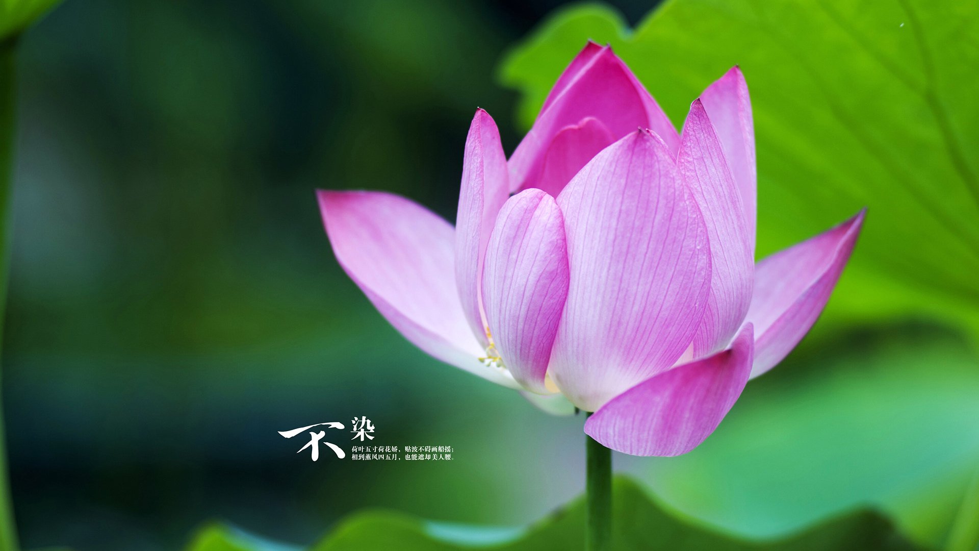 莫伊:凭借无与伦比的防守能力和scrum控制,成为全黑队强大的攻防利器